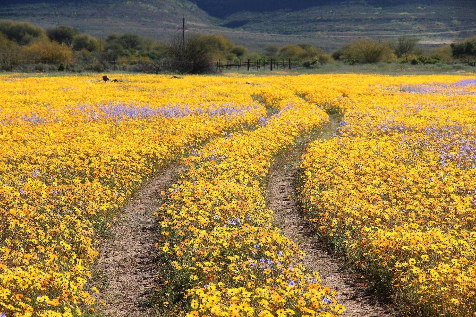 Villa Simbavati Cederberg Ridge Clanwilliam Esterno foto